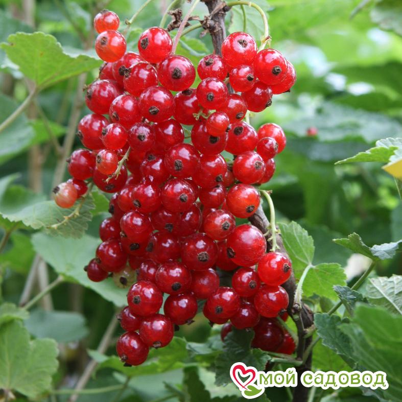 Красная смородина Роза