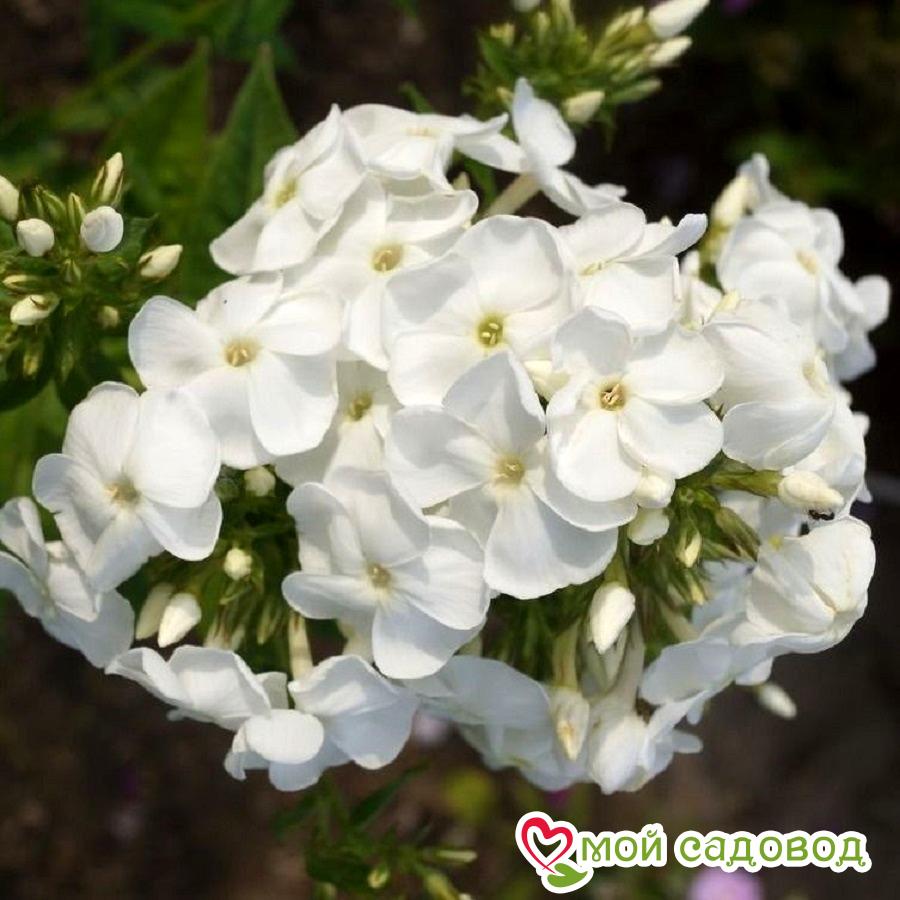 ФЛОКС МЕТЕЛЬЧАТЫЙ БЕЛОСНЕЖКА