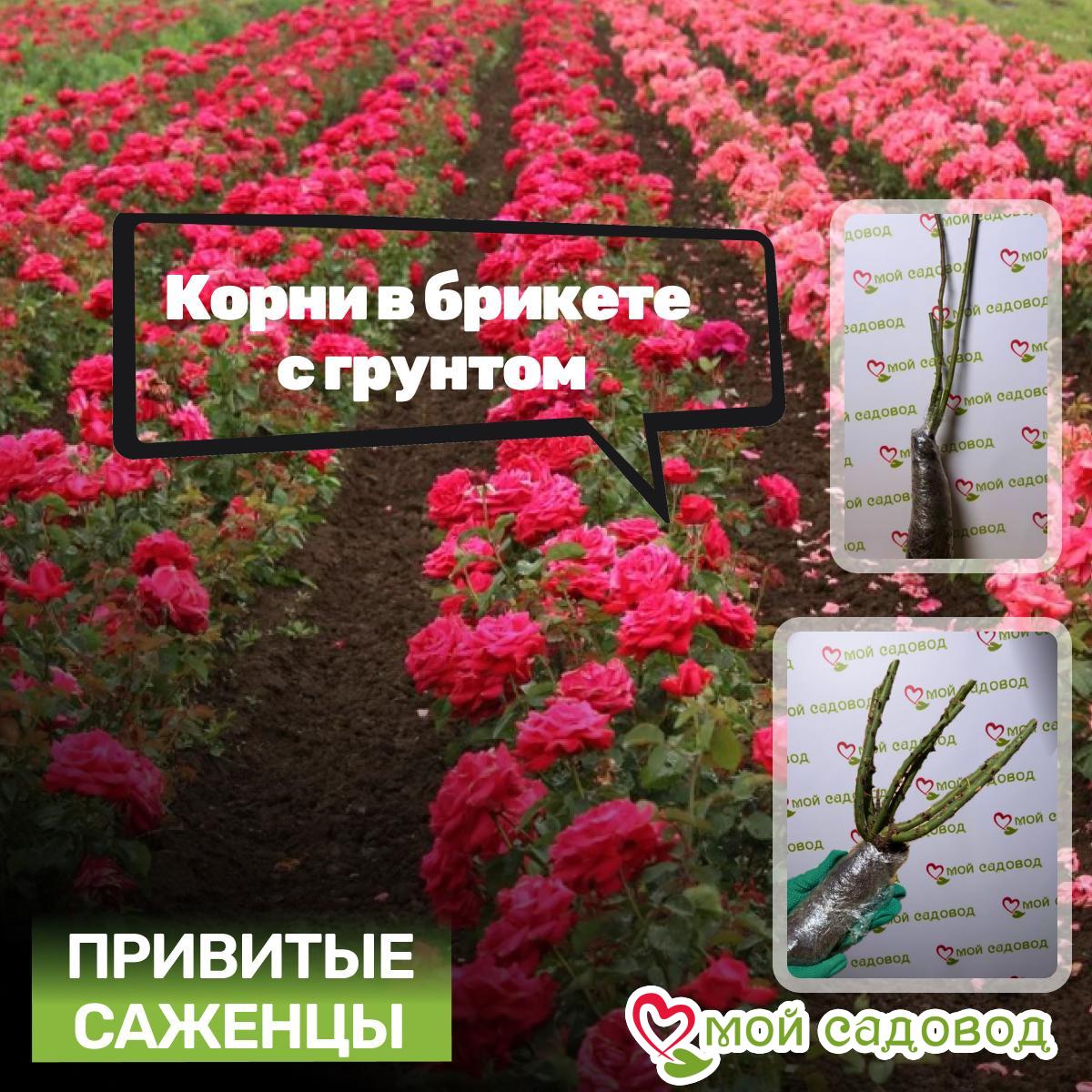 Роза Блэк Пантер