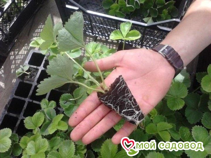 Клубника-Малина Бэрри Бомб