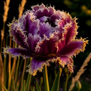 Тюльпан махровы Орхидейная Фея